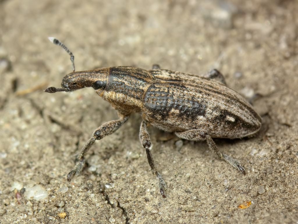 Mecaspis alternans (Herbst, 1795)